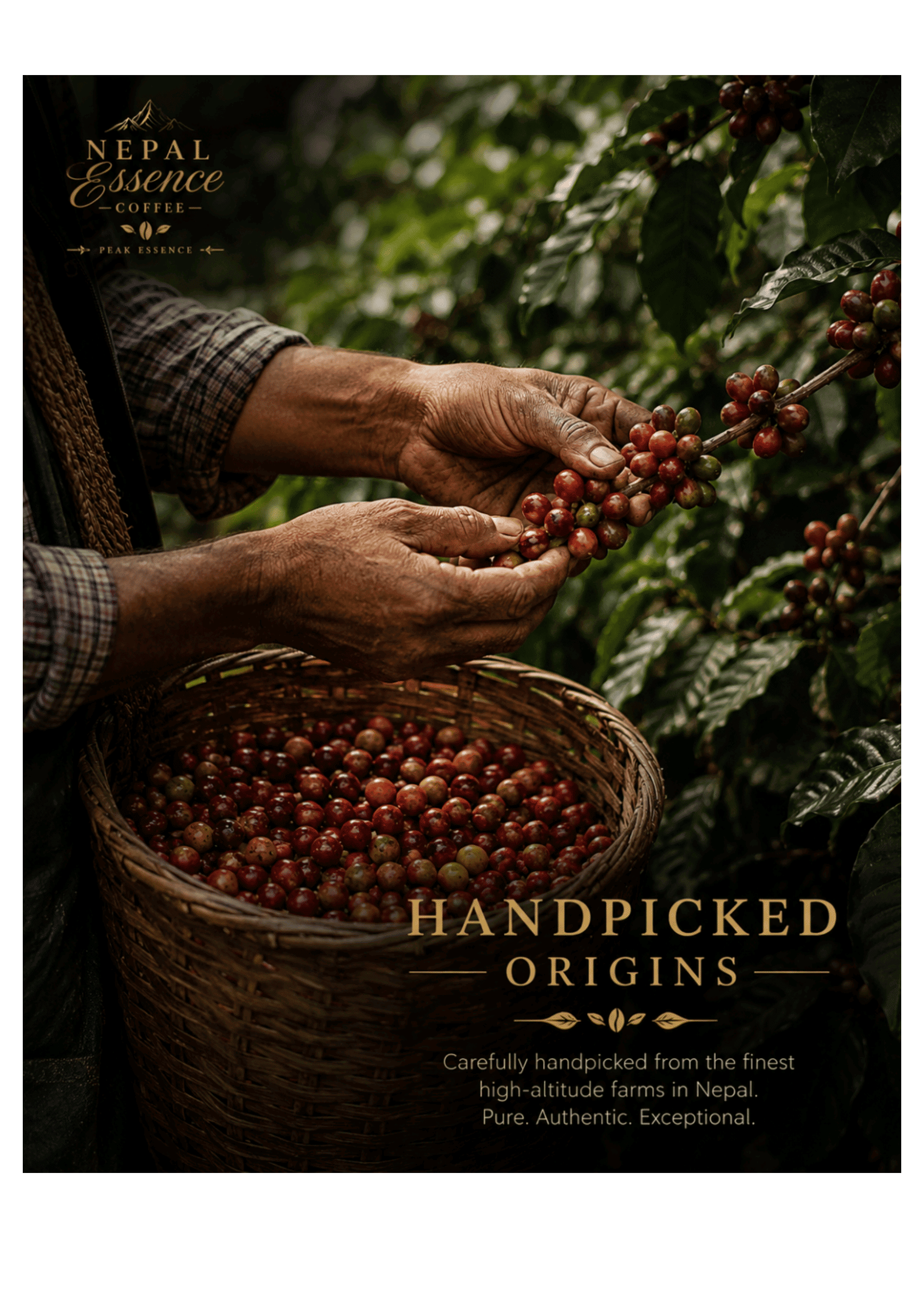 Nepali Coffee Farming